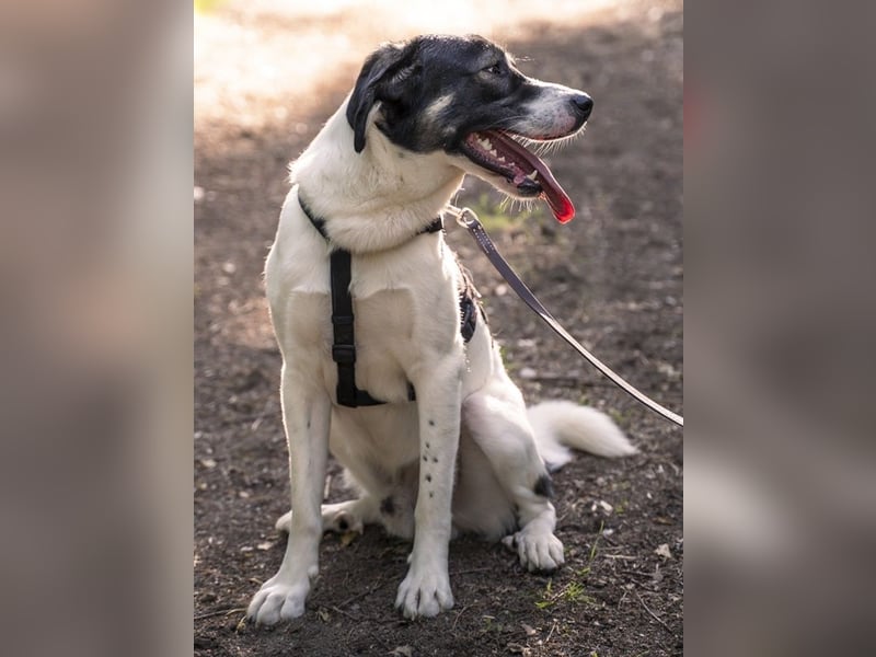 Claude Monet, geb. ca. 02/2021, lebt auf einer Pflegestelle in 52391 Vettweiß