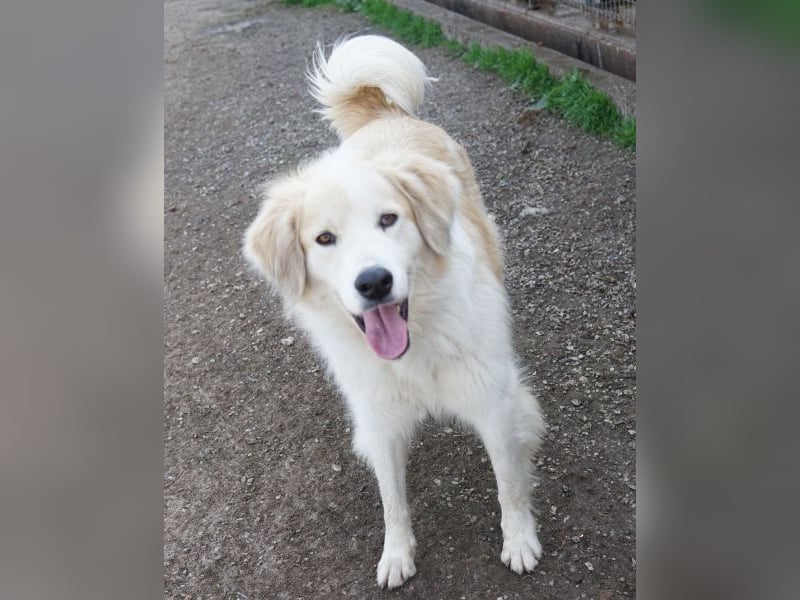 Buddy, geb. ca. 01/2022, lebt in GRIECHENLAND, im städt. Tierheim Serres