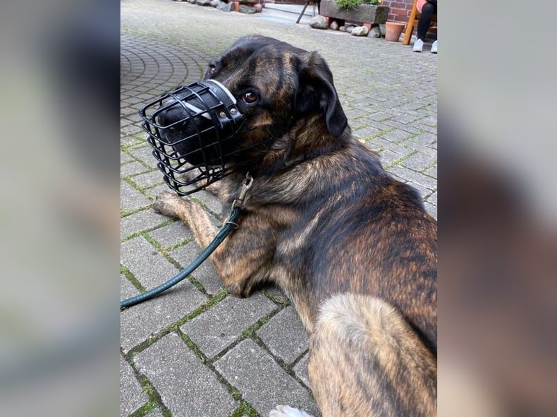 Hanni, geb. ca. 12/2020 lebt bei einer Familie in 59069 Hamm