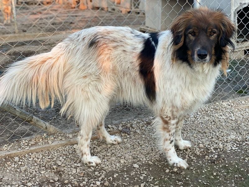 Bali, geb. ca. 12/2021, lebt in GRIECHENLAND, im städt. Tierheim Serres