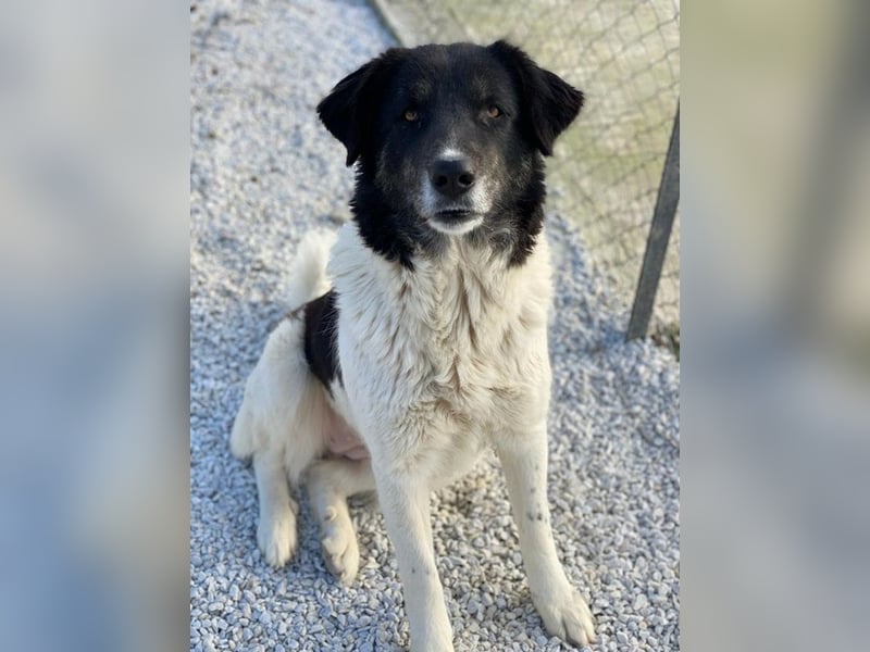 Filona, geb. ca. 12/2020, lebt in GRIECHENLAND, im städt. Tierheim Serres