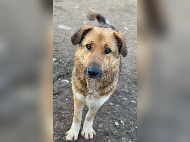 Yassin, geb. ca. 06/2020, lebt in GRIECHENLAND, im städt. Tierheim Serres