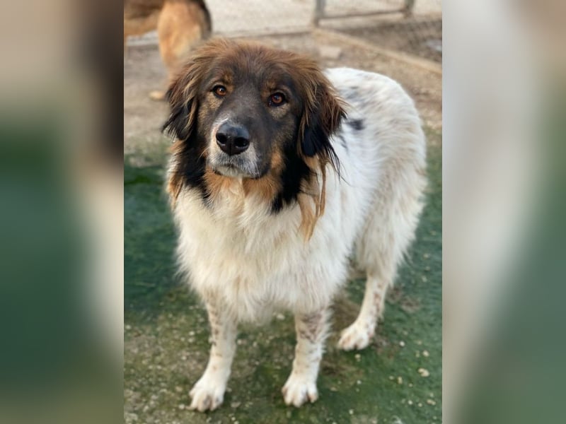 Bali, geb. ca. 12/2021, lebt in GRIECHENLAND, im städt. Tierheim Serres