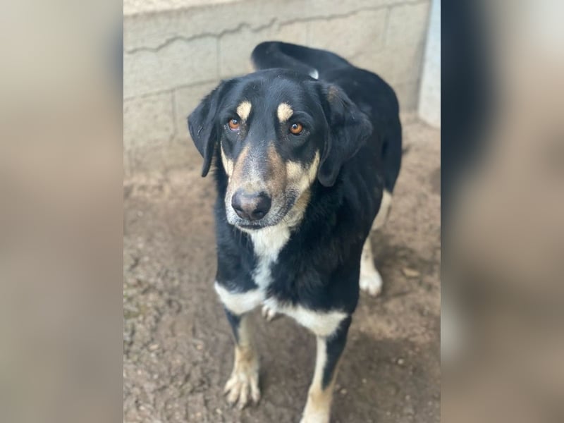 Venia, geb. ca. 07/2021, lebt in GRIECHENLAND, auf einer privaten Pflegestelle