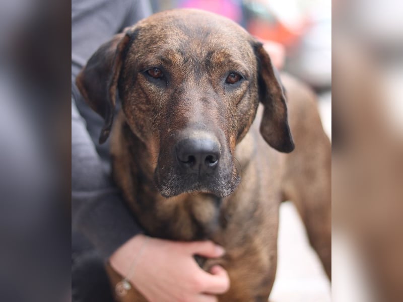 Naruto, geb. ca. 11/2019, lebt in GRIECHENLAND, auf der Straße und wird dort versorgt