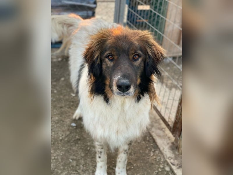 Bali, geb. ca. 12/2021, lebt in GRIECHENLAND, im städt. Tierheim Serres