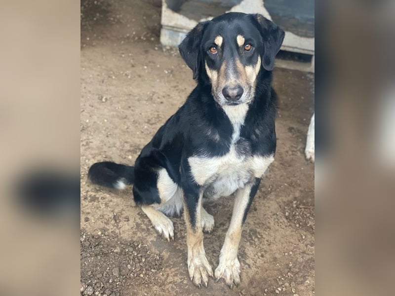 Venia, geb. ca. 07/2021, lebt in GRIECHENLAND, auf einer privaten Pflegestelle