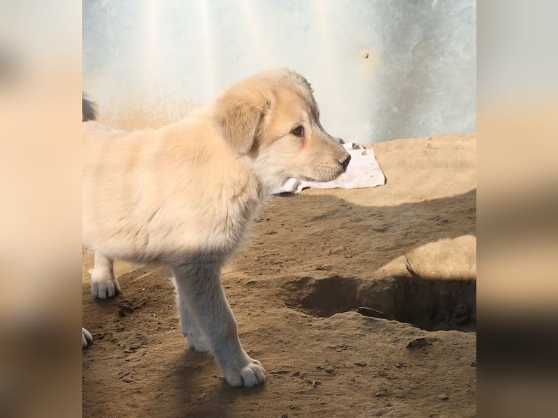 Hannes, geb. ca. 09/2023, lebt in GRIECHENLAND, im städt. Tierheim Serres