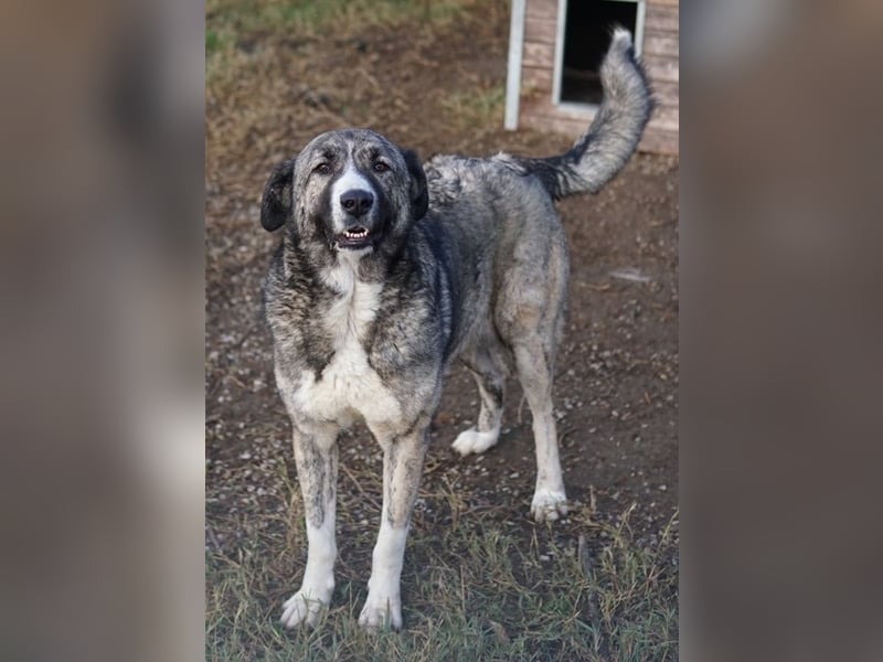 Jella, geb. ca. 09/2020, lebt in GRIECHENLAND, auf einer privaten Pflegestelle