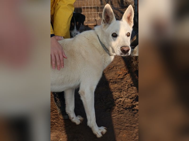 Luuk, geb. ca. 12/2018, lebt in GRIECHENLAND, im städt. Tierheim Serres