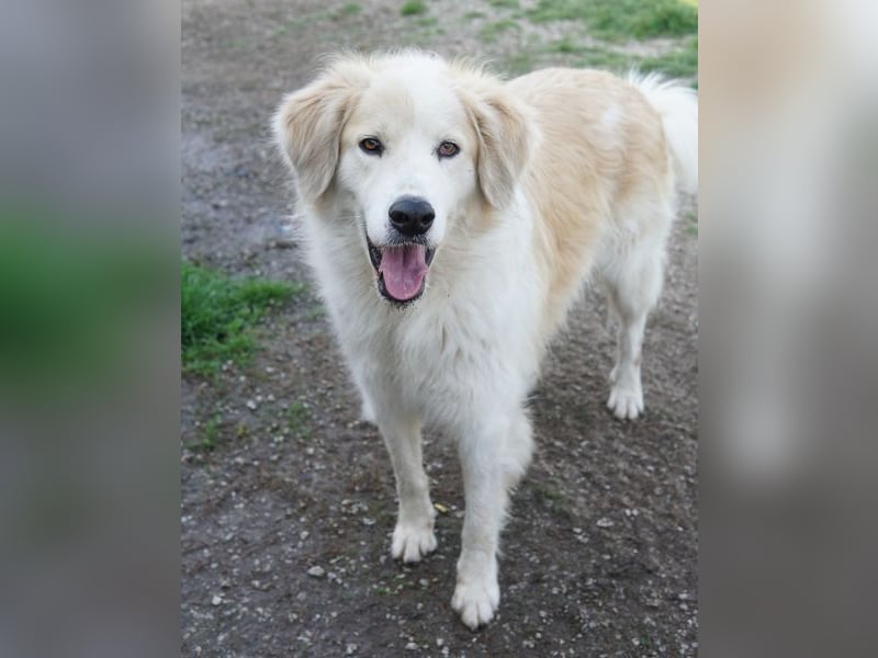 Buddy, geb. ca. 01/2022, lebt in GRIECHENLAND, im städt. Tierheim Serres