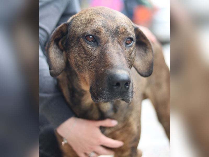 Naruto, geb. ca. 11/2019, lebt in GRIECHENLAND, auf der Straße und wird dort versorgt