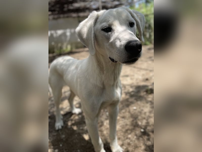 Hasko, geb. ca. 12/2021, lebt in GRIECHENLAND, auf einer privaten Pflegestelle