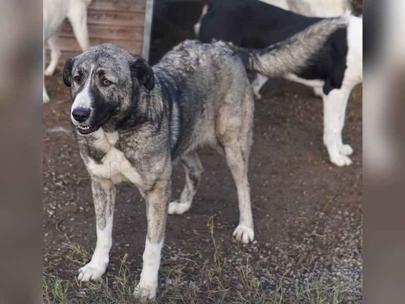 Jella, geb. ca. 09/2020, lebt in GRIECHENLAND, auf einer privaten Pflegestelle