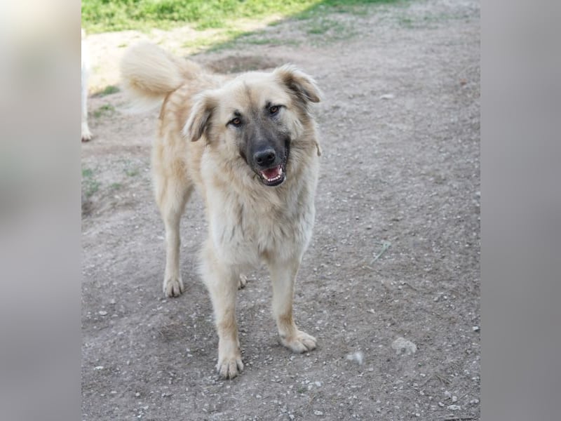 Arlo, geb. ca. 02/2023, lebt in GRIECHENLAND, im städt. Tierheim Serres