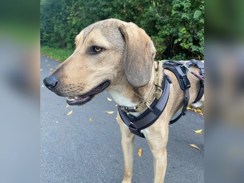 Obi, geb. ca. 12/2023, lebt im Tierheim Ulm, VERMITTLUNSHILFE