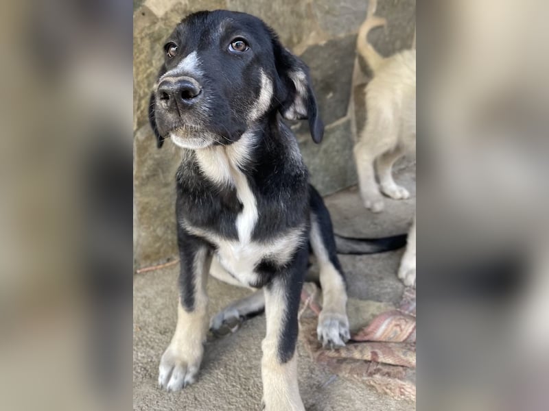 Mantis, geb. ca. 07/2023, lebt in GRIECHENLAND, auf einer privaten Pflegestelle