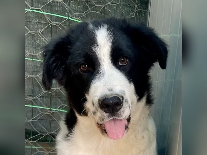 LAMPO - bald auf Pflegestelle in Sachsen