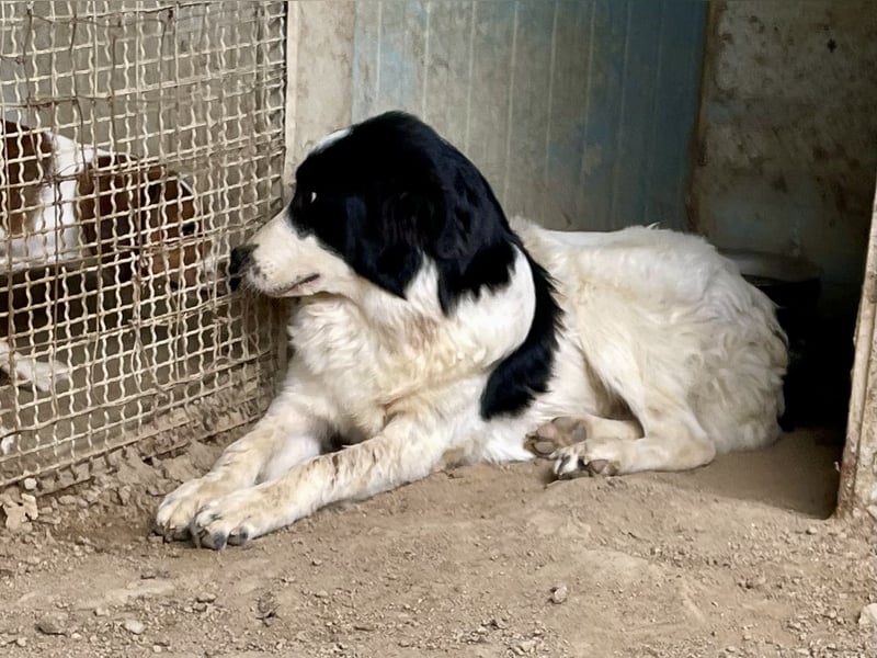 LAMPO - bald auf Pflegestelle in Sachsen