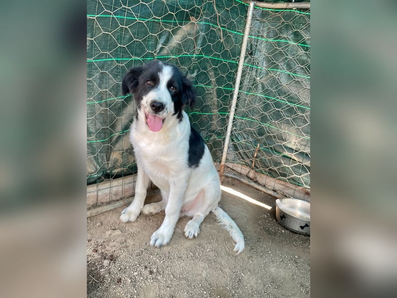 LAMPO - bald auf Pflegestelle in Sachsen