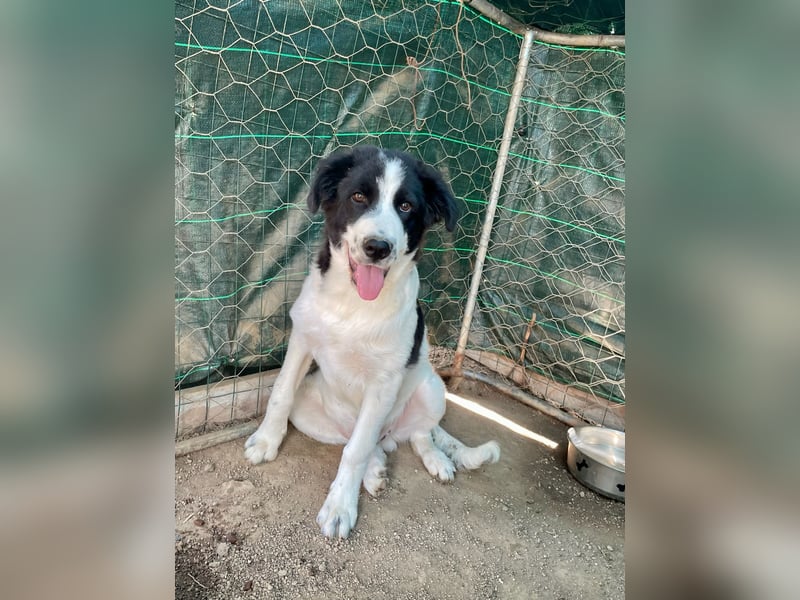 LAMPO - bald auf Pflegestelle in Sachsen