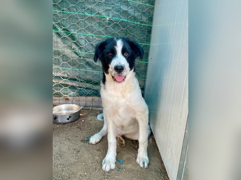 LAMPO - bald auf Pflegestelle in Sachsen