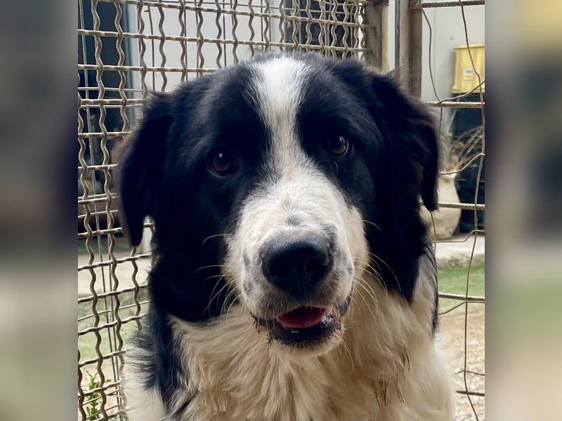 LAMPO - bald auf Pflegestelle in Sachsen