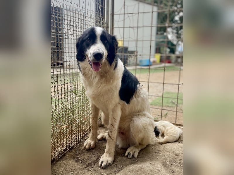 LAMPO - bald auf Pflegestelle in Sachsen