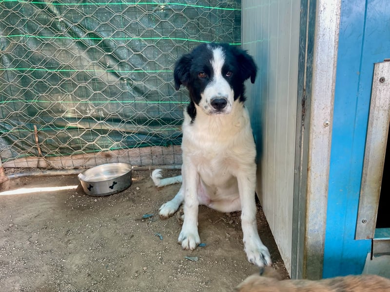 LAMPO - bald auf Pflegestelle in Sachsen