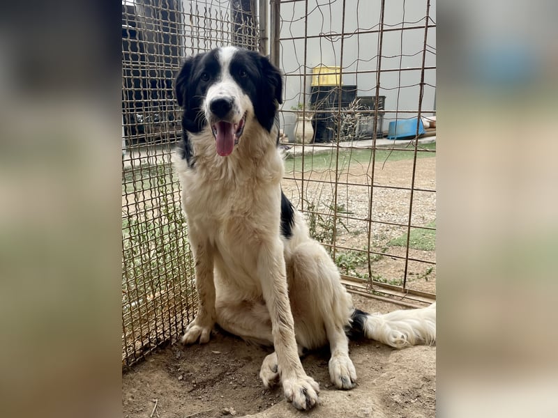 LAMPO - bald auf Pflegestelle in Sachsen