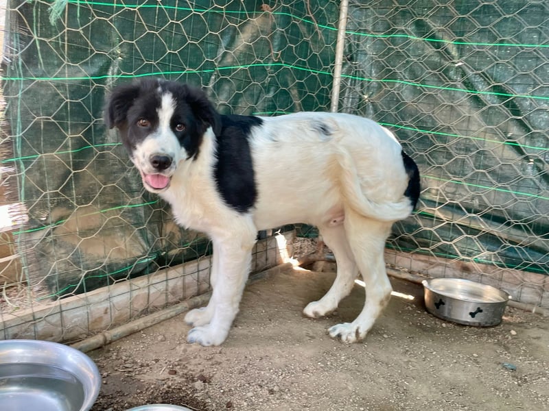 LAMPO - bald auf Pflegestelle in Sachsen