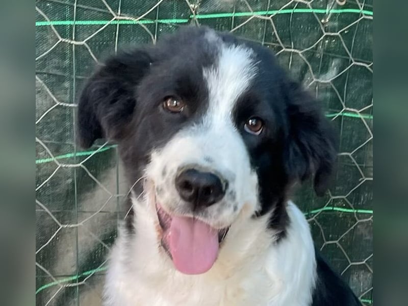 LAMPO - bald auf Pflegestelle in Sachsen