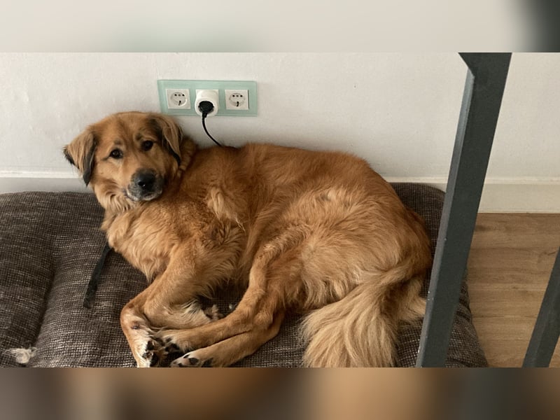 Schweren Herzens an 5* Zuhause abzugeben