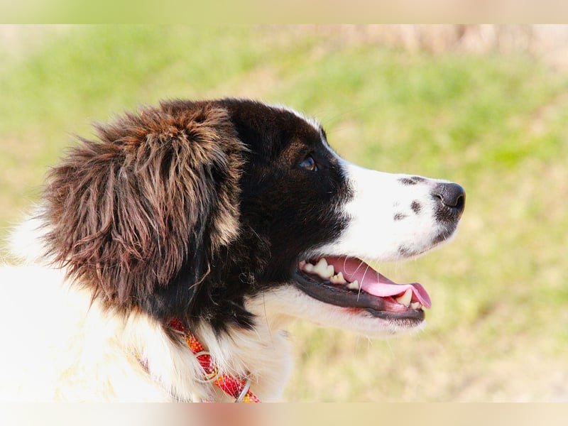 Herdenschutzhündin Tilda sucht ein Zuhause