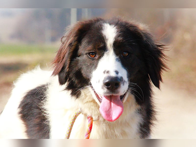 Herdenschutzhündin Tilda sucht ein Zuhause