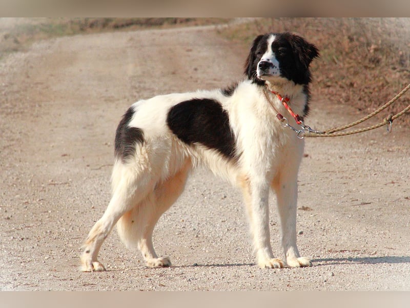 Herdenschutzhündin Tilda sucht ein Zuhause