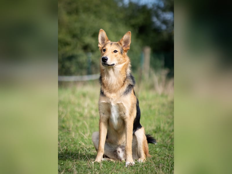 Toller Nordik sucht liebevolles Zuhause