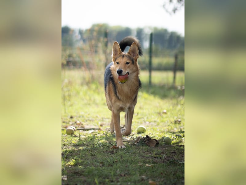 Toller Nordik sucht liebevolles Zuhause