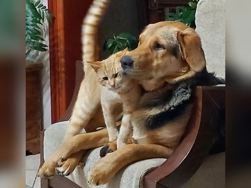 Maya P - wünscht sich Ihre Katze einen Hund?