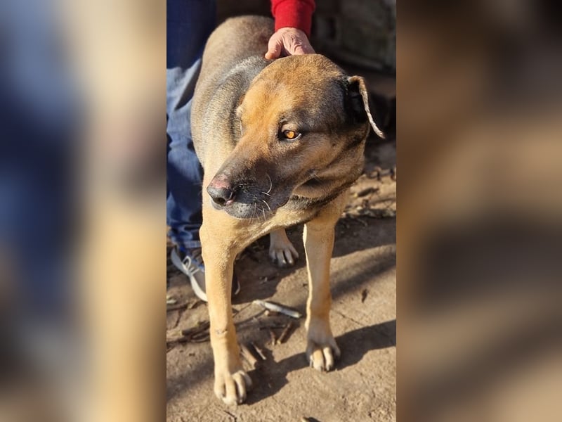 Hector - ein treuer Freund im besten Alter