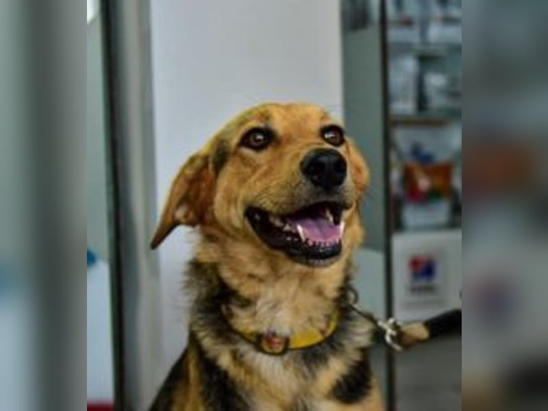 Maya P - wünscht sich Ihre Katze einen Hund?