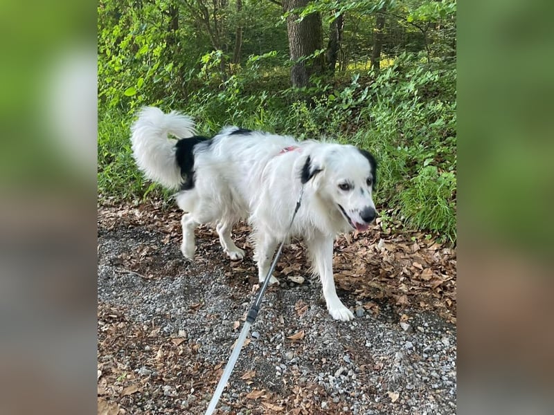 Sparky Boy wünscht sich ein ruhiges Zuhause (derzeit in 97857 Urspringen)