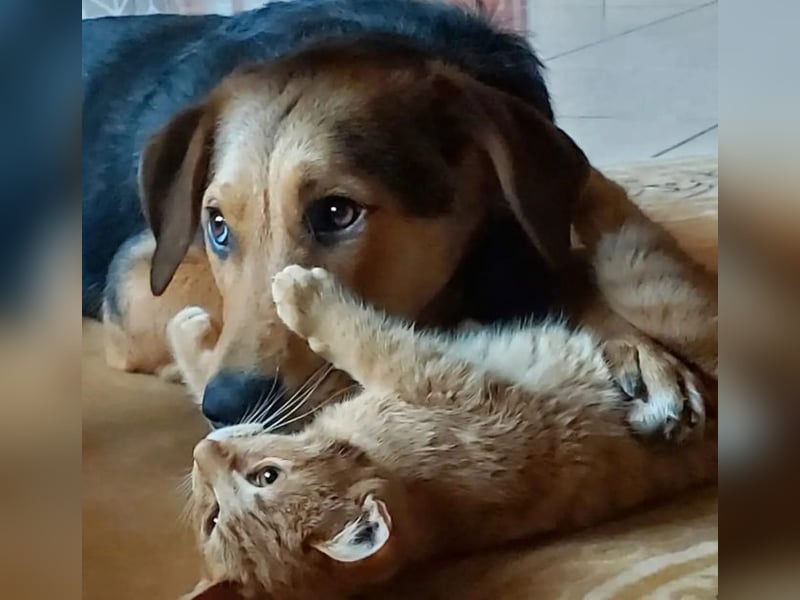Maya P - wünscht sich Ihre Katze einen Hund?