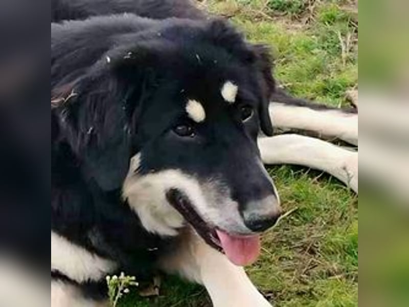 Kalisto - groß und flauschig mit toller Persönlichkeit sucht entspannte Menschen