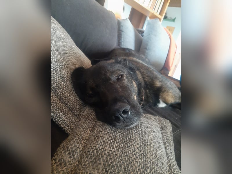 Scooby - sensibler Herzenshund wartet in 74391 Erligheim
