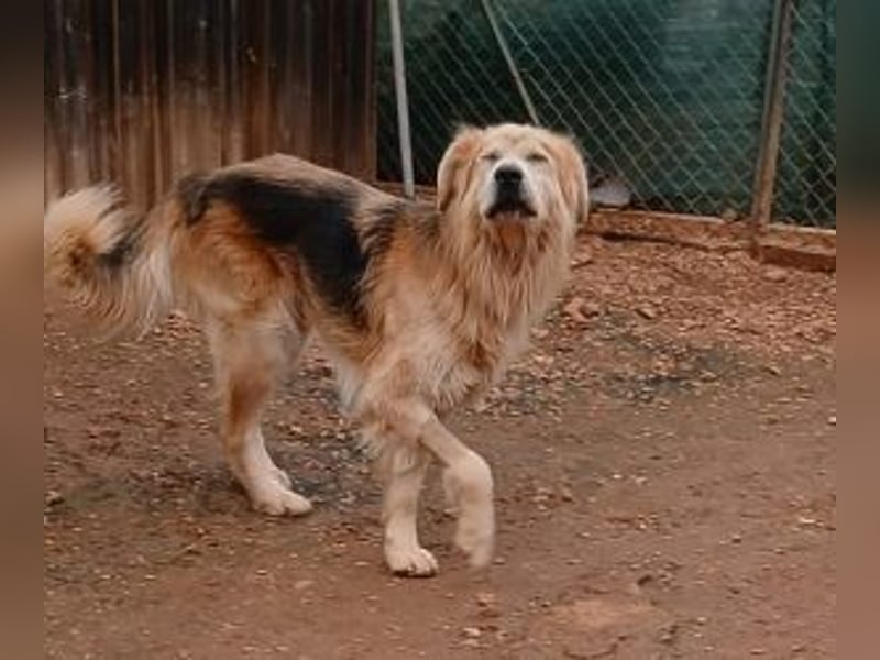 Jango - Hund im besten Alter