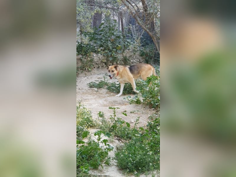 Murphy - ein schüchternes Hasenherz
