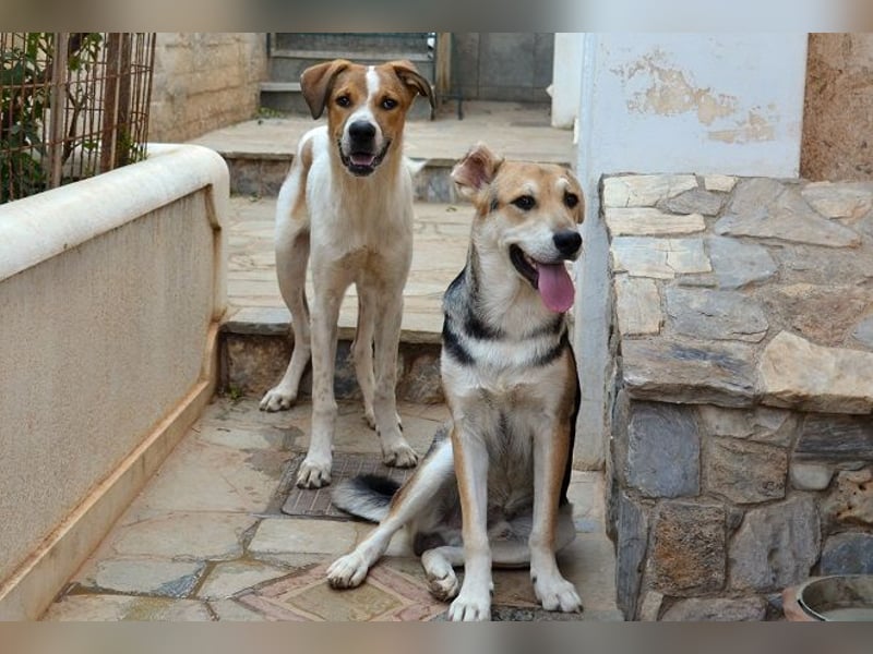 Spartis - wer verliebt sich in seine großen Pfoten und sein großes Herz?