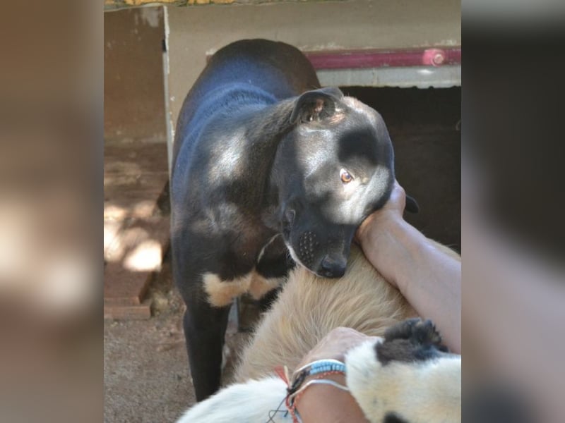 Fineas - er wurde am Strand geboren, doch die Gemeinde duldet dort keine Hunde.