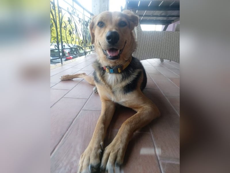 Maya P - wünscht sich Ihre Katze einen Hund?